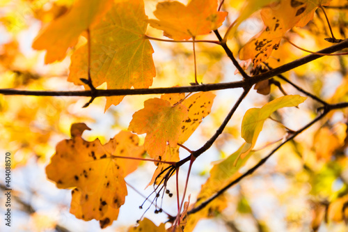 autumn leaves