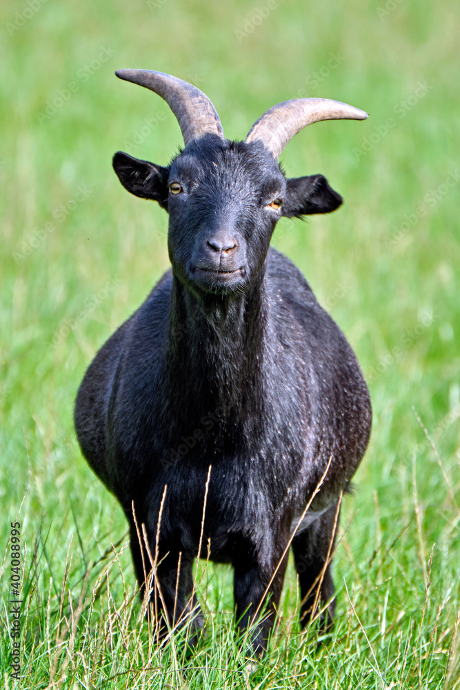 Hausziege ( Capra aegagrus hircus ) auf einer Weide. Hausziege ( Capra aegagrus hircus ) auf einer Weide.