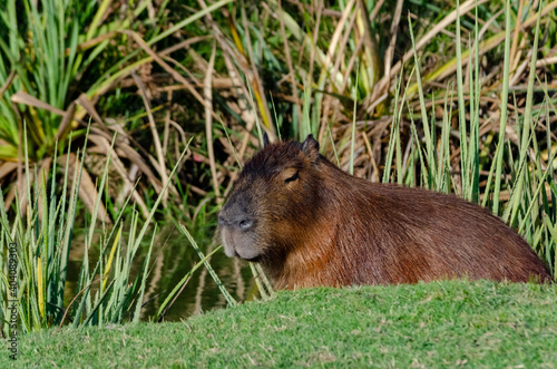 wild capybara