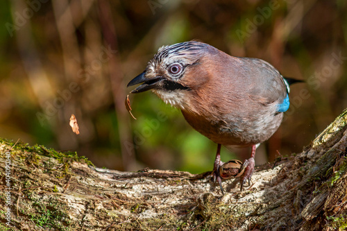 Eichelhäher (Garrulus glandarius) photo