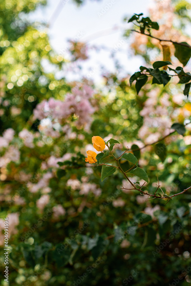 Small Flower Yellow Beautiful garden Small Flower Yellow Beautiful garden
