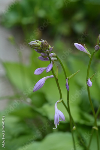 Plantain lily