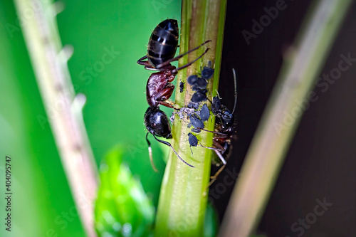 Braunschwarze Rossameisen ( Camponotus ligniperda , auch: Camponotus ligniperdus ). photo