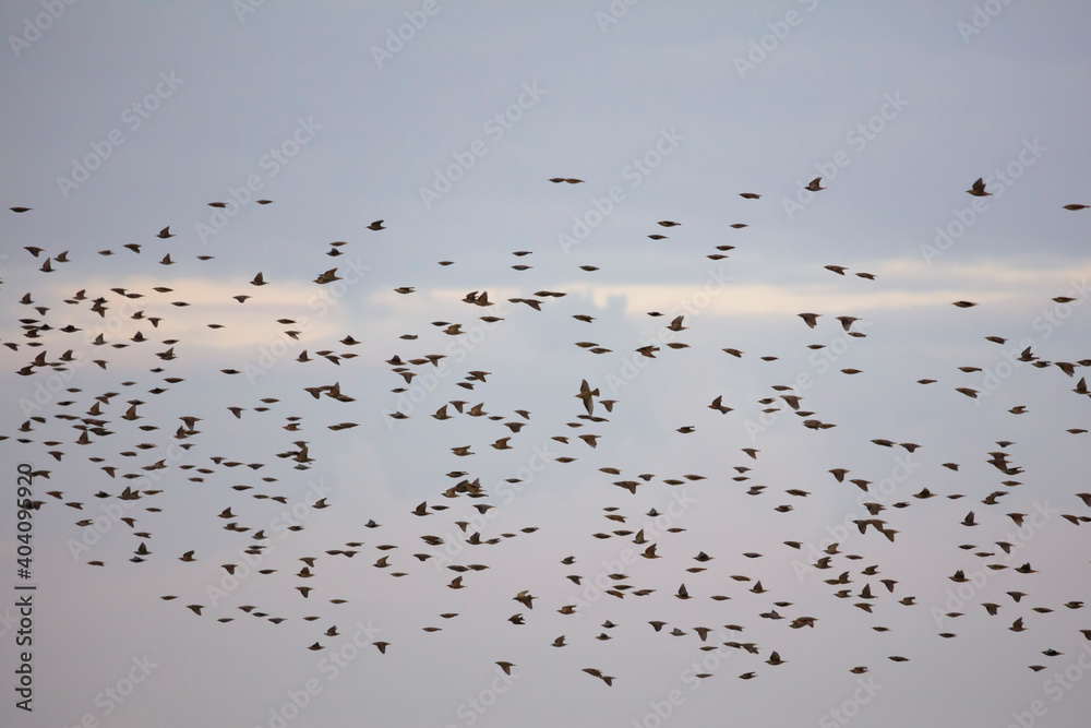 Vogelschwarm über den   Rieselfeldern, Münster, Münsterland, Nordrhein-Westfalen, Deutschland