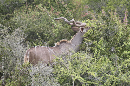 Gro  er Kudu  Tragelaphus strepsiceros   Addo Nationalpark  S  dafrika