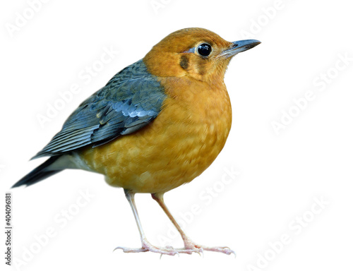 Orange-headed thrush most beautiful bright chubby orange to yellow feathers bird isolated on white background © prin79