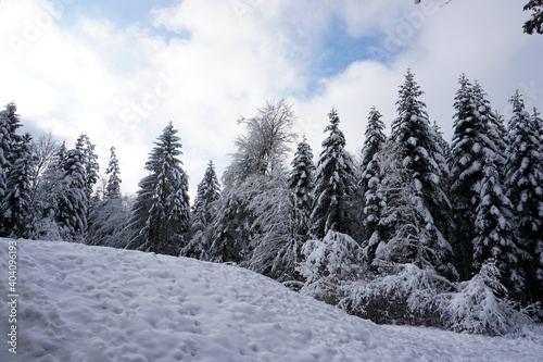 winter landscape and trees covered with snow