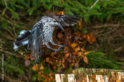 Tannenhäher (Nucifraga caryocatactes) photo