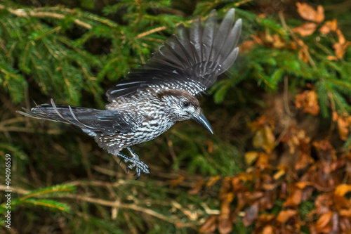 Tannenhäher (Nucifraga caryocatactes) photo