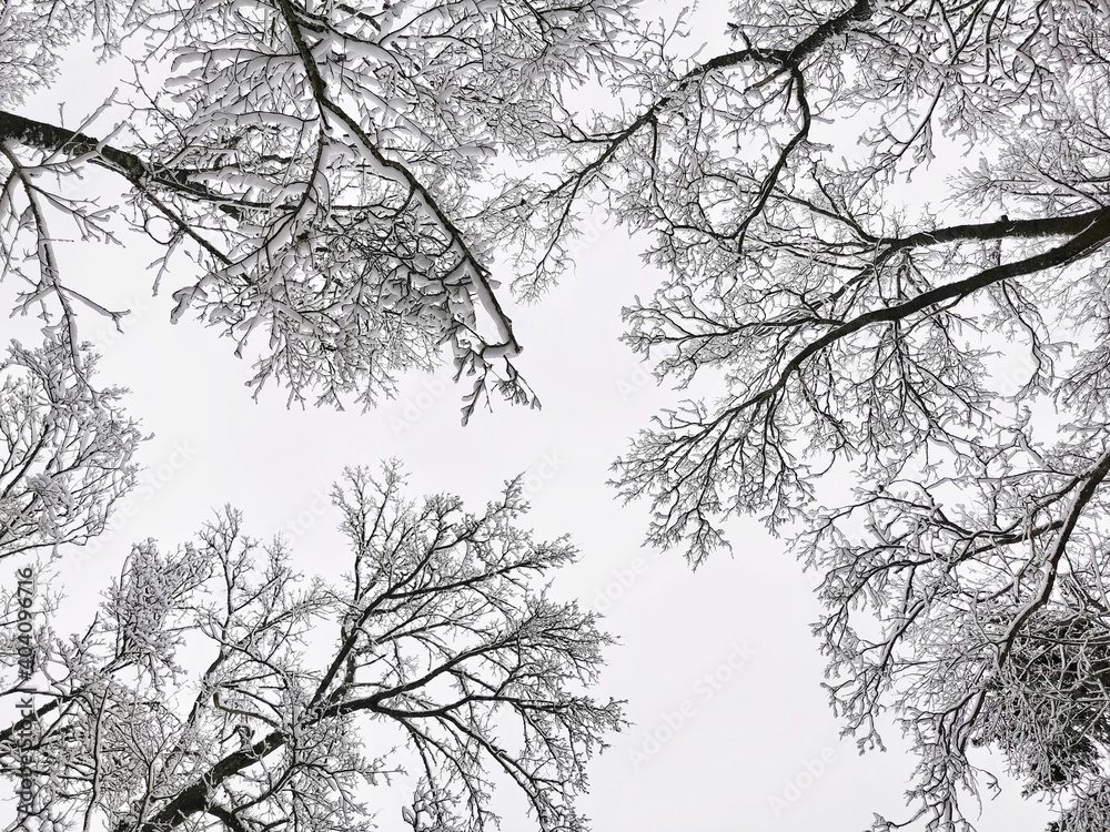Treetops in winter forest covered hoarfrost and in snow. View from the bottom. Treetops in winter forest covered hoarfrost and in snow. View from the bottom.