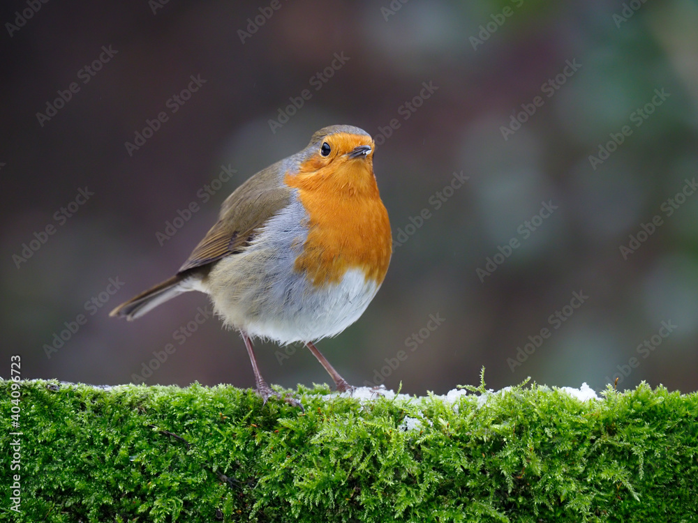 Robin, Erithacus rubecula Robin, Erithacus rubecula