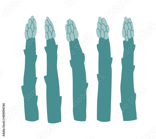 Vector illustration of asparagus. Set of asparagus isolated on white background. Hand-drawn. Illustration of vegetables. Suitable for illustrating healthy eating, recipes, local farm.