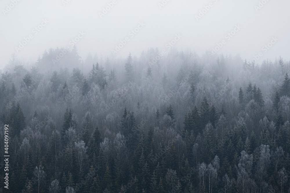 Naklejka premium Winter forest