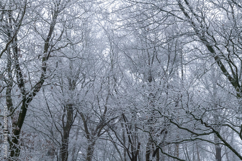 Wintery scene in Oxfordshire, England with snow, frost and fog blanketing a forest.