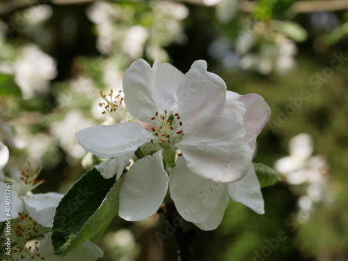 Large white flowers on an apple tree branch on a sunny spring day. Flowering fruit trees in the garden. © Vladimir Kazachkov