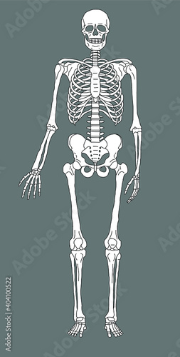 Black and white human skeleton. Vector illustration.