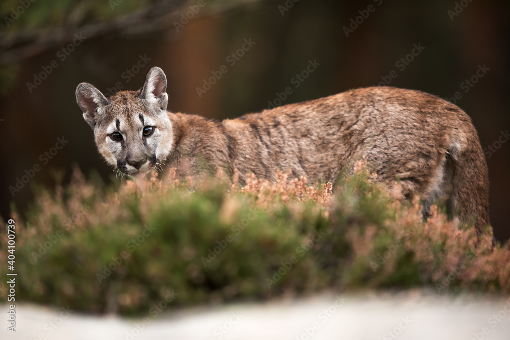 Obraz premium young Cougar (Puma concolor) mountain lion looks back and then disappears into the forest