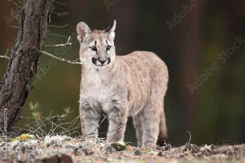 young Cougar (Puma concolor) mountain lion nicely standing as a portrait in the wild forest