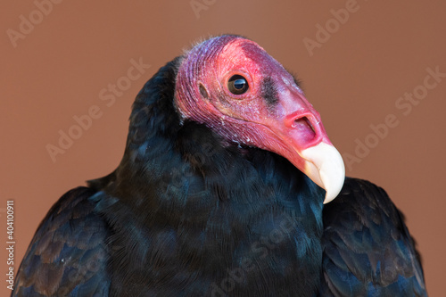 A turkey vulture or buzzard (Cathartes aura) very close up head shot showing off pink head and white beak along with black feathers.