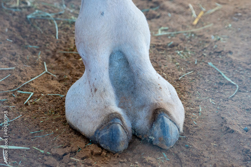 Photography Close-up of a desert dromedary camel foot or toe in Middle East in the United Arab Emirates with a look at the hairy detail