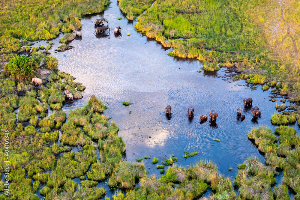 Aerial view to wild nature of Delta Okavango in Botswana. - obrazy, fototapety, plakaty 