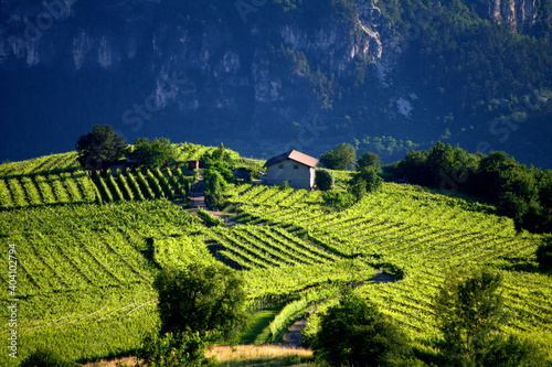 vineyard in region country,landscape, field, agriculture, green,mountain, vineyard,countryside,