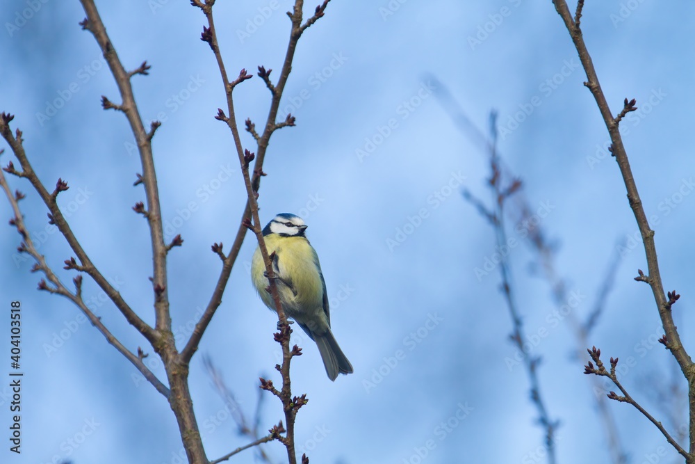 Portrait of a blue tit on a branch on blue sky Portrait of a blue tit on a branch on blue sky