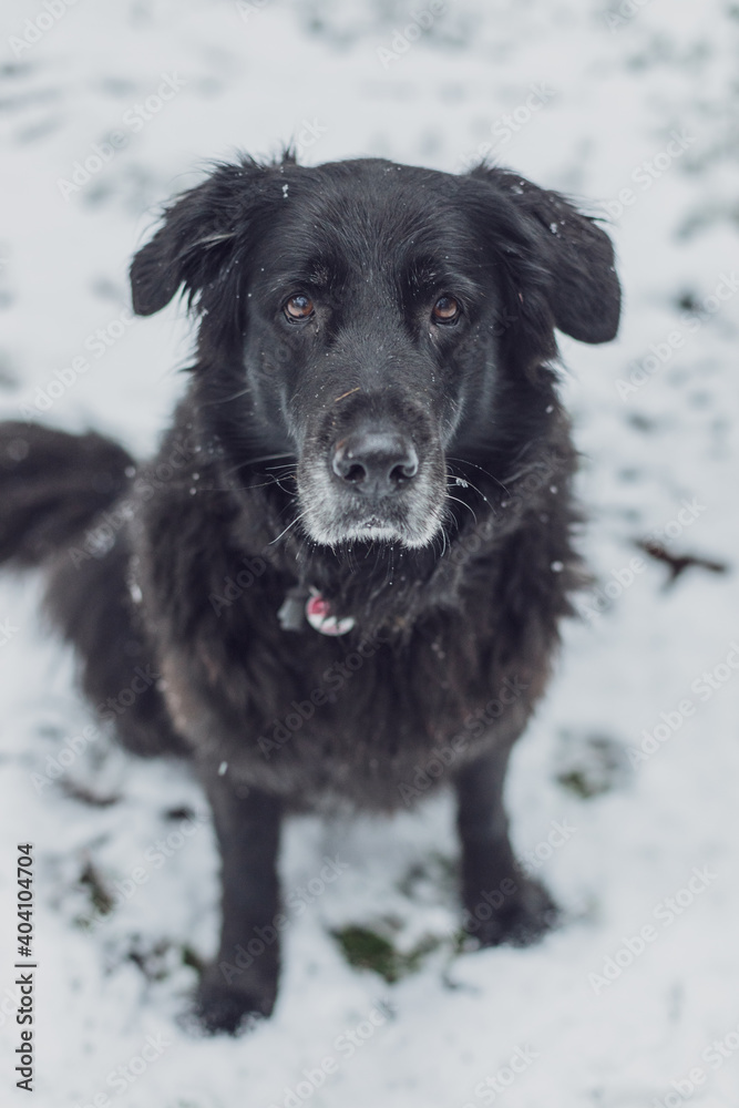 Close portrait of old  black Labrador shepherd dog  sitting in winter snow forest