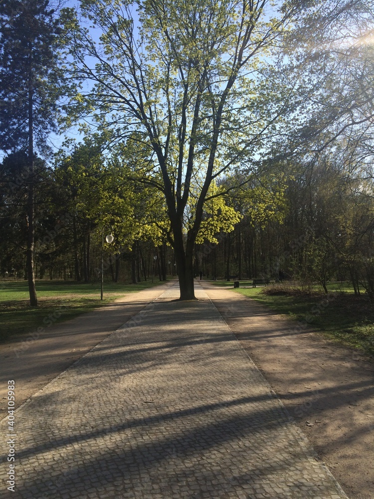 road in the park in spring