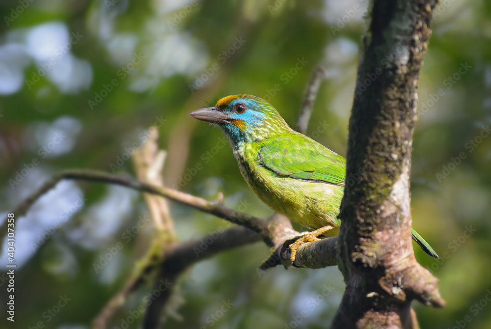 Yellow-fronted barbet - Psilopogon flavifrons, beautiful colored barbet from Sinharaja forest of Sri Lanka.