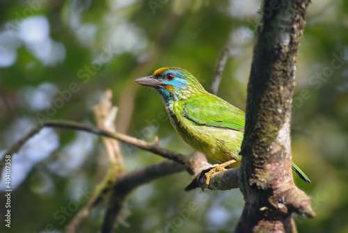 Yellow-fronted barbet - Psilopogon flavifrons, beautiful colored barbet from Sinharaja forest of Sri Lanka.