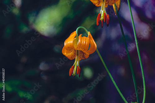 mountain lily photo