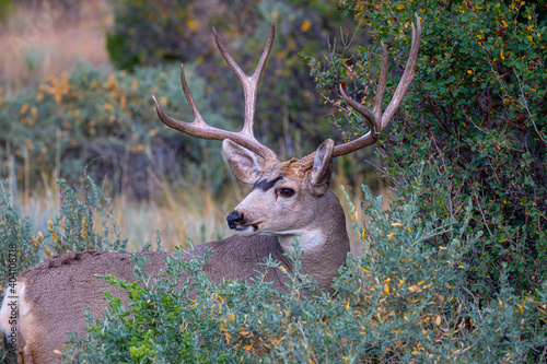 large mule deer feeding
