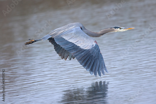 Close view of a blue heron flying, seen in a North California © ranchorunner