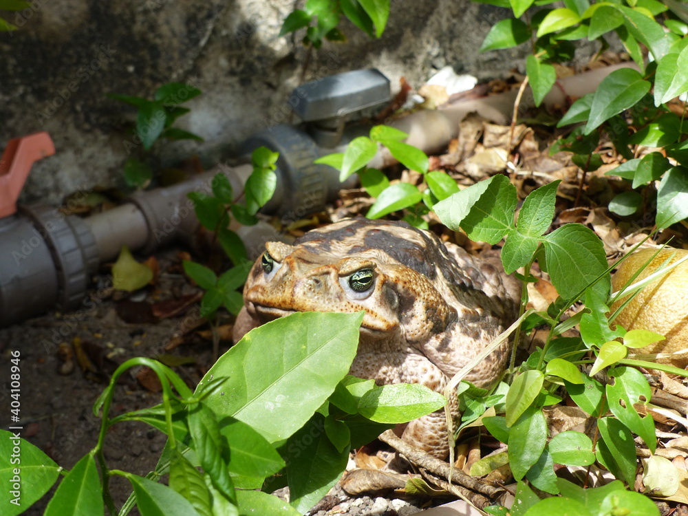 Rhinella marina, Cane toad, big frog from Brazil. Amphibian in the ...
