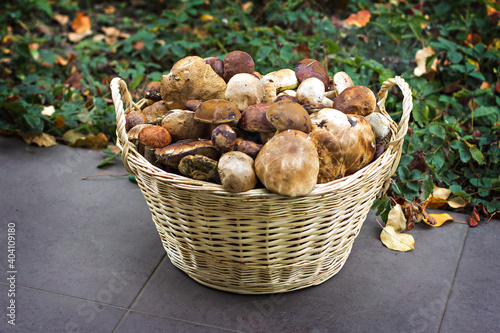 Basket with mushrooms in the forest