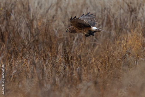 Extremely close view of a female hen harrier with a prey in her talons  seen in the wild in North California