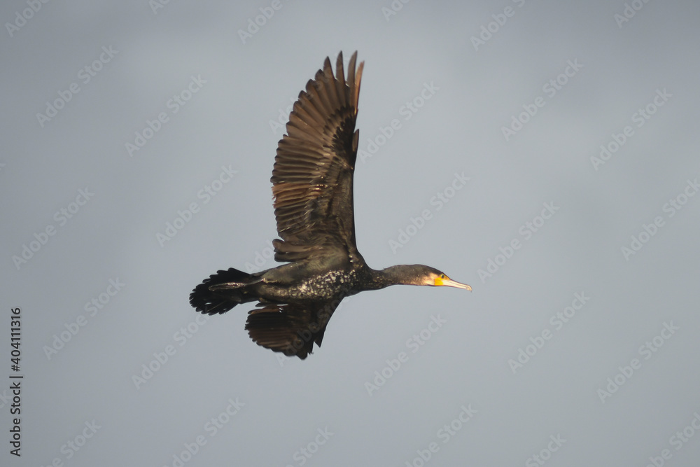 Obraz premium cormorano (Phalacrocorax carbo) in volo,silhouette su sfondo cielo