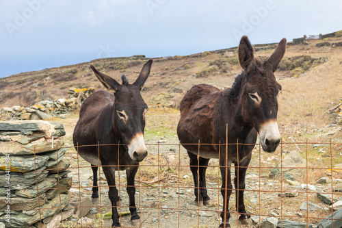 Cute donkeys look out from a metal fence, Folegandros Island, Greece.
