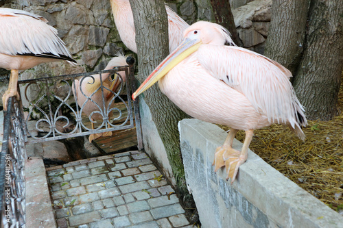 Pink pelican in the zoo photo