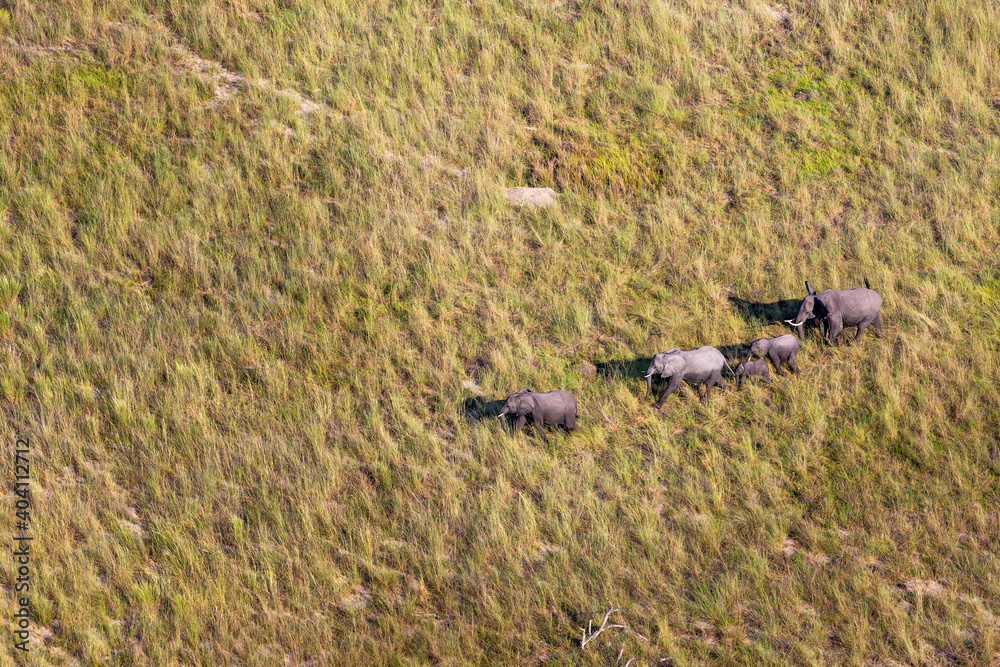 Fototapeta premium Aerial view to wild nature of Delta Okavango in Botswana.