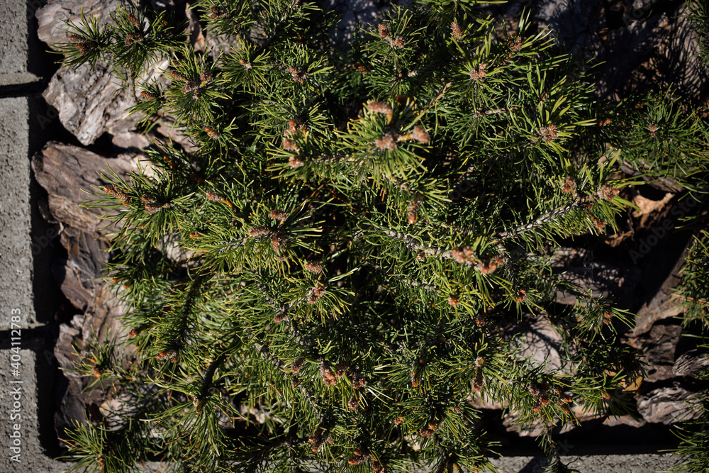 Mountain pine shrub. Blooming mountain pine. Mountain pine flowers Mountain pine shrub. Blooming mountain pine. Mountain pine flowers