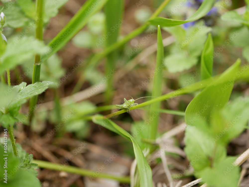A small young green grasshopper sits on a blade of grass on a sunny spring day in a clearing in the forest. Fresh greenery in the spring forest. A small young green grasshopper sits on a blade of grass on a sunny spring day in a clearing in the forest. Fresh greenery in the spring forest.