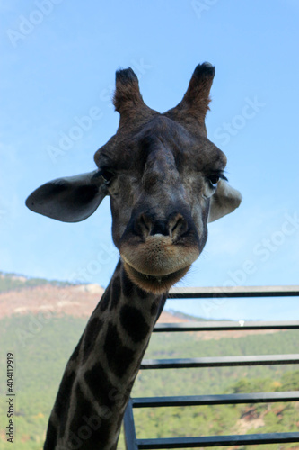funny portrait of a giraffe in the zoo close up © Sergei Timofeev