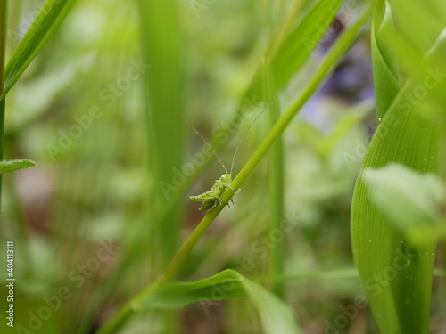 A small young green grasshopper sits on a blade of grass on a sunny spring day in a clearing in the forest. Fresh greenery in the spring forest.