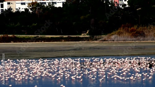 Flying and walking Flamingo on Larnaca lake Cyprus. Thousand flamingo