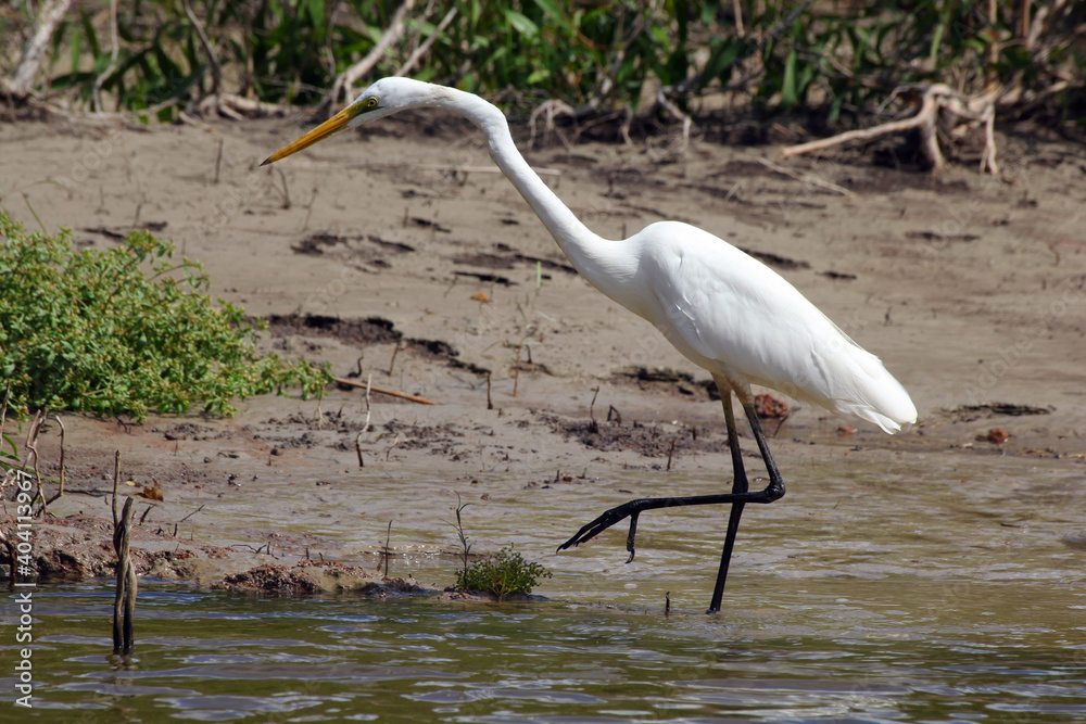 Obraz premium Asutralian white heron