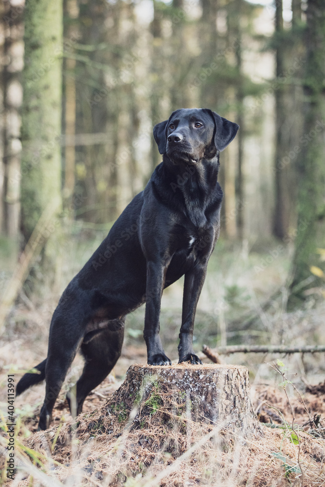 Portrait of black labrador dog staying on the tree in autumn forest
