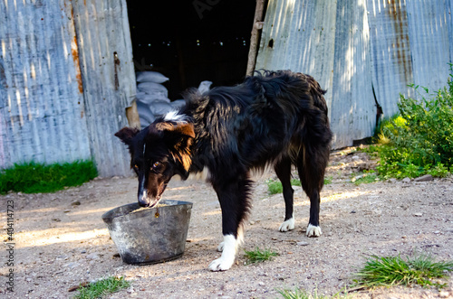 border collie dog in a farm