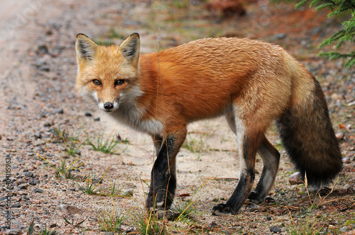 red fox in the woods © Terry